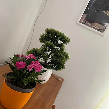 Mazsola Apartament Hódmezővásárhely